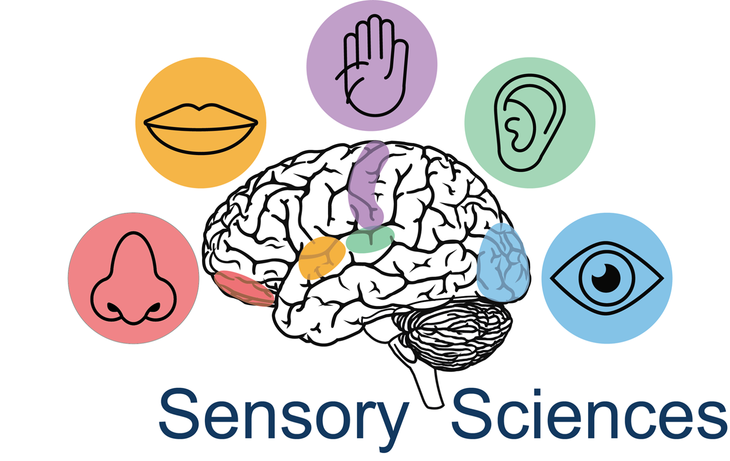 Sensory Sciences